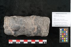 Foto (Objekt + Etikett) von Calamites communis Ettingshausen (NHMW-GEO-2024-0188-10963)